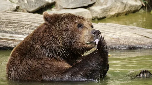 Du rock pour protéger les habitants des ours